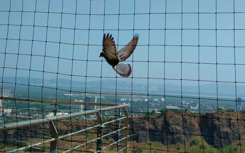 Best Bird Netting Services In Gujarat