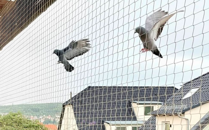 Best Anti Bird Net Dealers In Gujarat