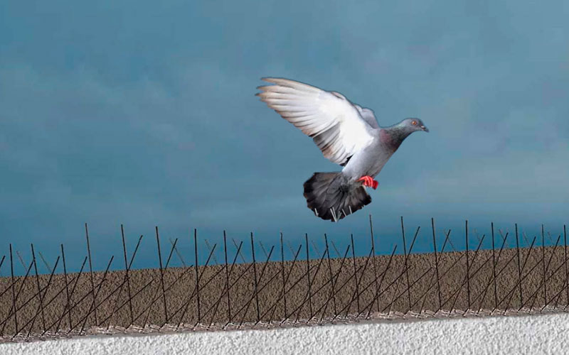 Best Bird Spike Installation Services In Gujarat