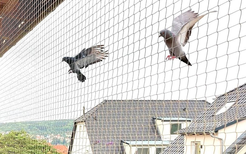 Best Nylon Bird Netting Services In Gujarat